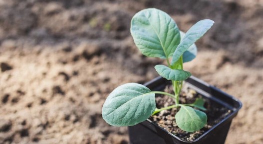 ���������� � ���������� ������: ����� ����� ������� � 2026 ����