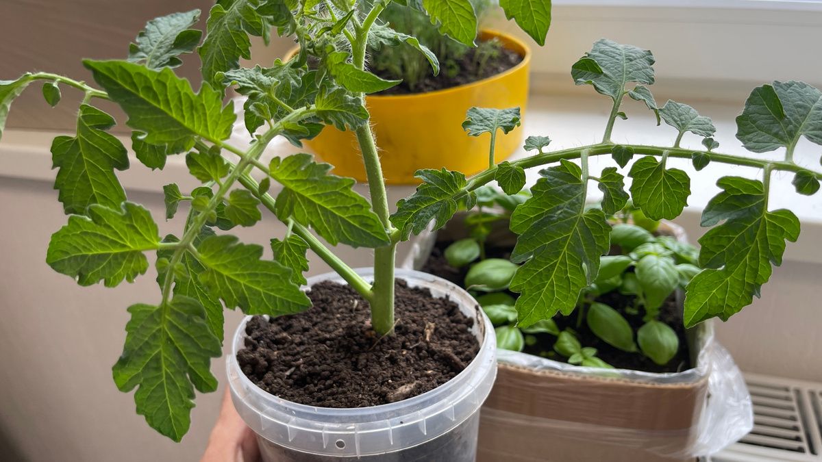 ������� �������� ������� �������: ������ ������� ���������