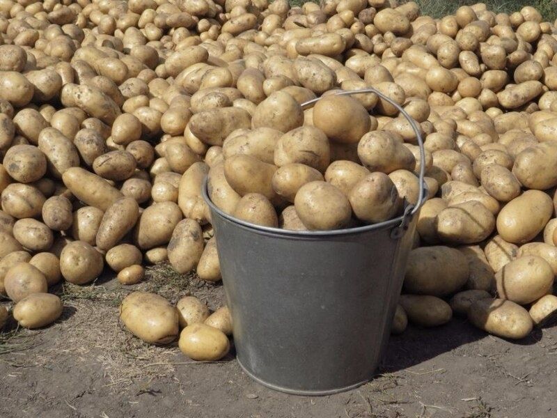 ����� ���� ���������� ��������: ������ ��� ��������