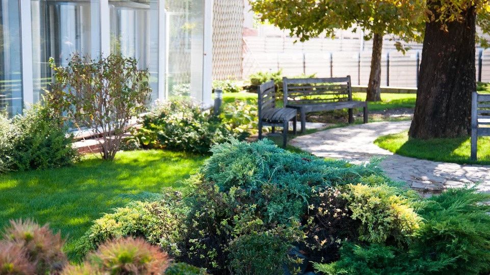 Опасные деревья: чего бояться на даче этим летом