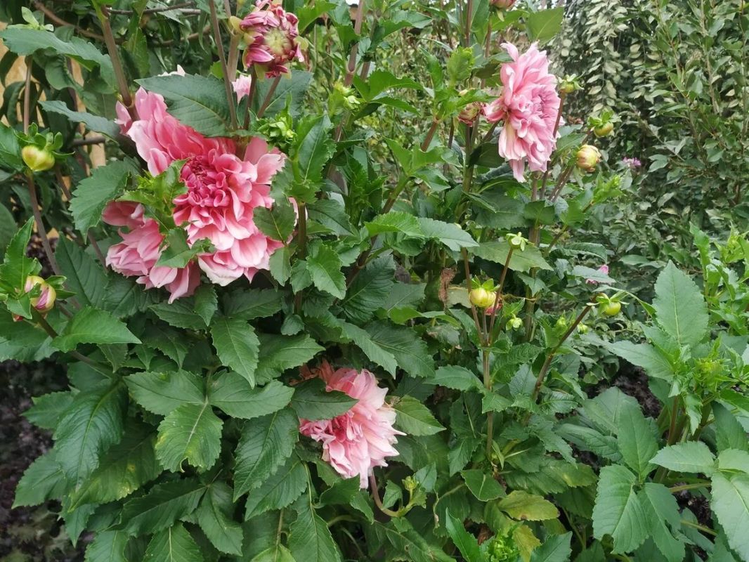 Как правильно посадить георгины: секреты успешного цветения