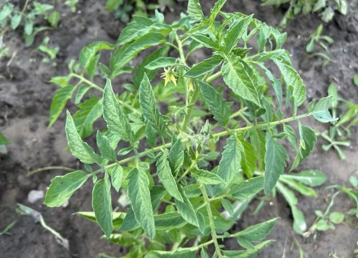 Почему трескаются томаты и как с этим справиться