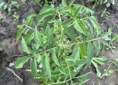 Почему трескаются томаты и как с этим справиться