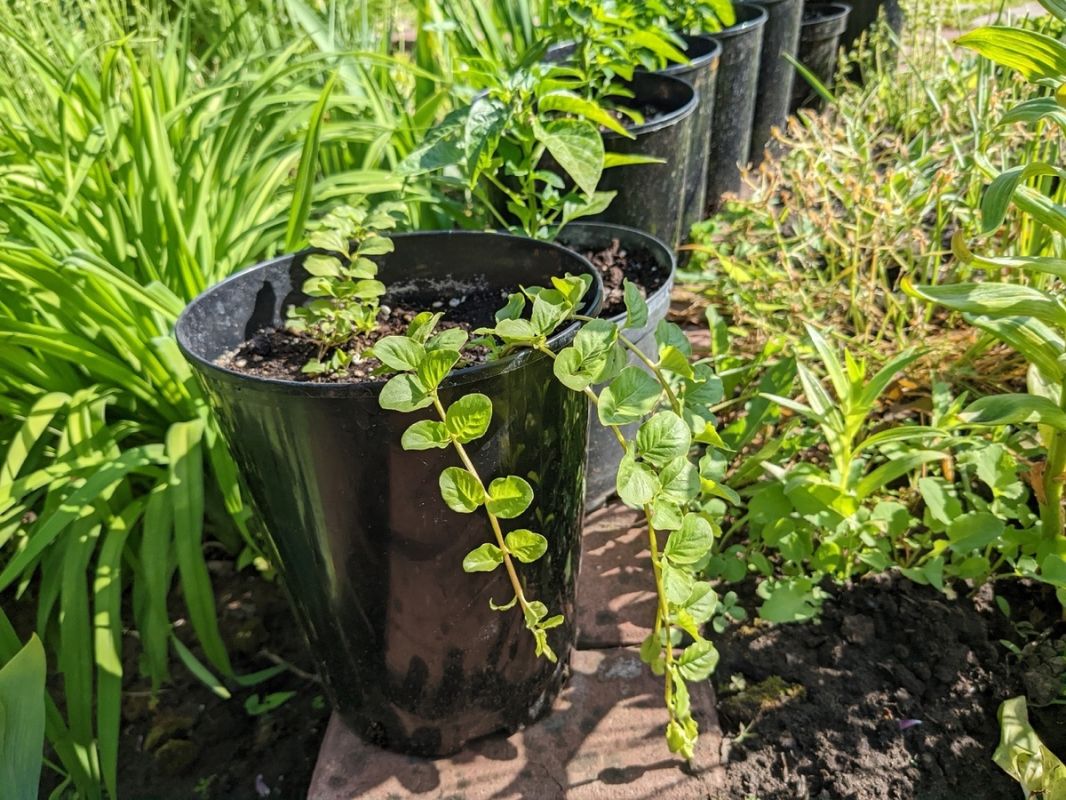 Проблемы садоводов: как избежать ненужного труда на даче