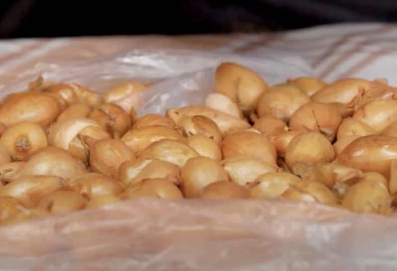 Сохранение луковых культур до весны: секреты агрономов