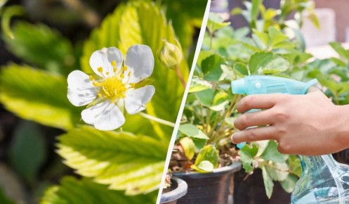 Как сохранить урожай клубники: безопасные способы обработки во время цветения