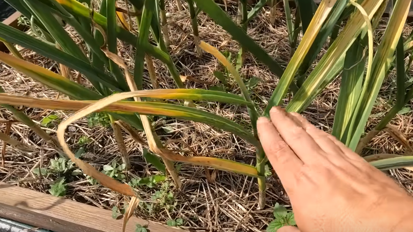 Как правильно определять зрелость чеснока: секреты успешного урожая