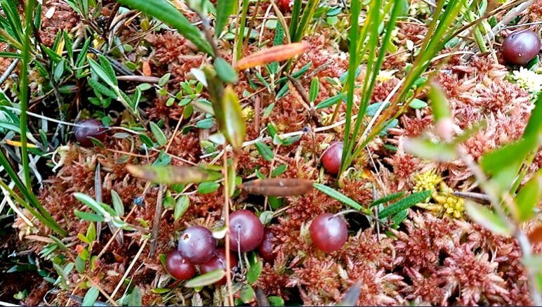 Откройте сокровища природы: на поиски клюквы и уникальных источников в Нижегородской области