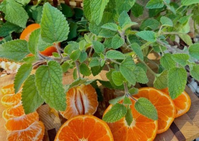 Новый год круглый год: аромат мандаринок с мелиссой