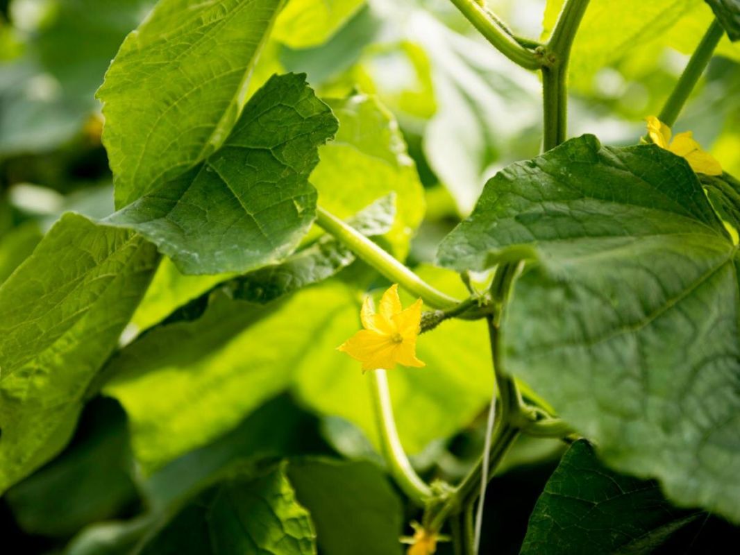 ��� ��������� �������� ����� �������� ������ �������