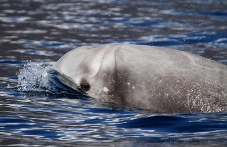 ������������ ����������� ������� �������������