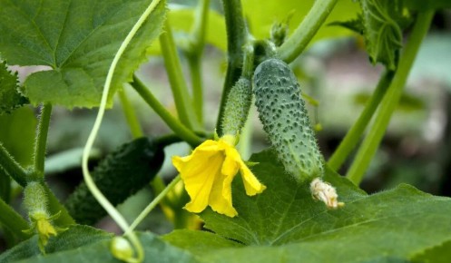 ����� ��������� ������ ������� ��� ��������