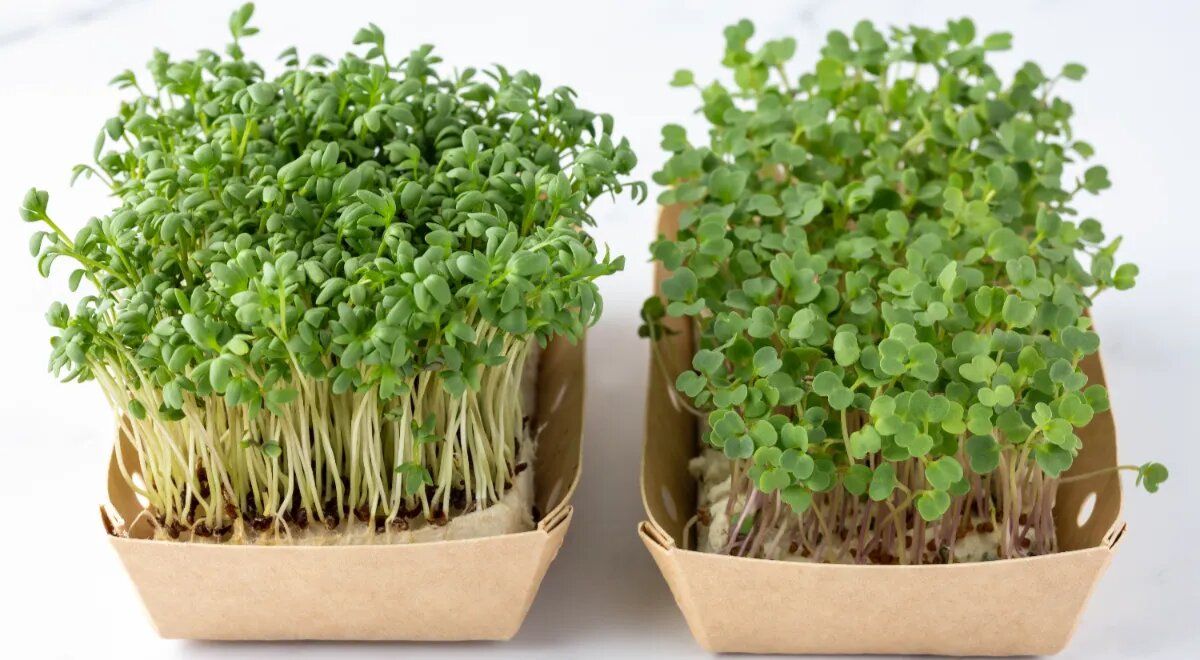 Как микрозелень может улучшить ваше зимнее меню