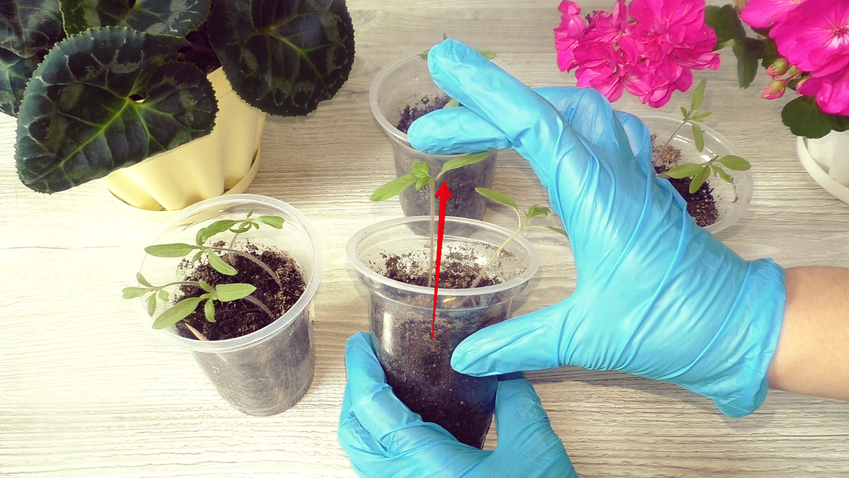 Как исправить вытянувшуюся рассаду помидоров и других растений