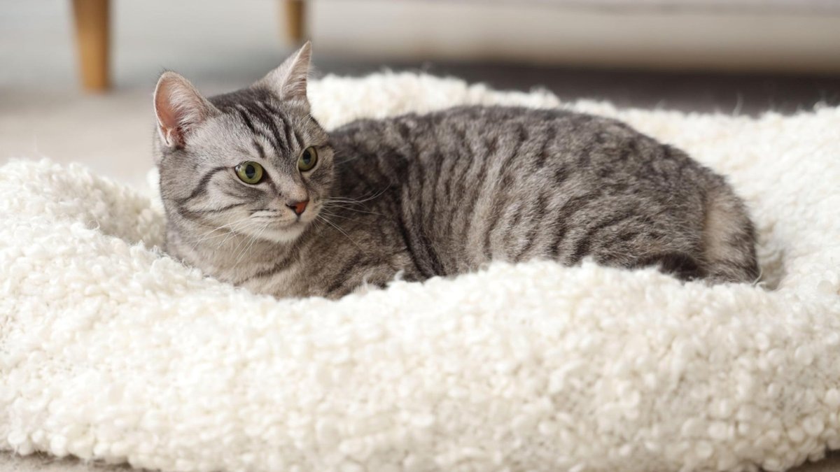 Новый взгляд на зоокафе: помощь вместо запретов