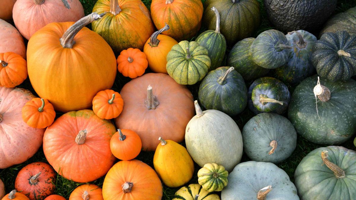 Тыквенный рай: 5 оригинальных рецептов от шеф-повара для осени