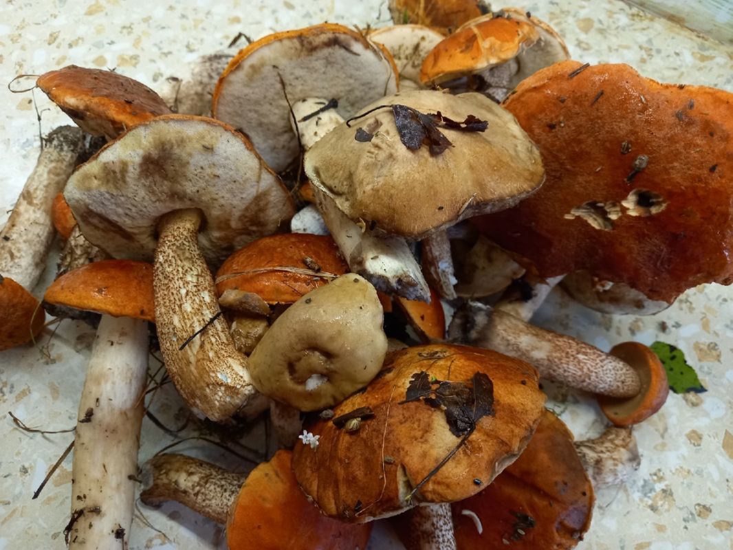 ������ �� ������: ��� ������ ��������� �������� ��������