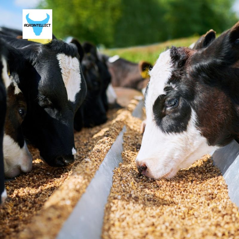 Как мясокостная мука может улучшить здоровье и продуктивность коров