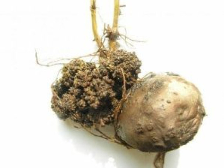 Курянам напоминают о рисках рака картофеля