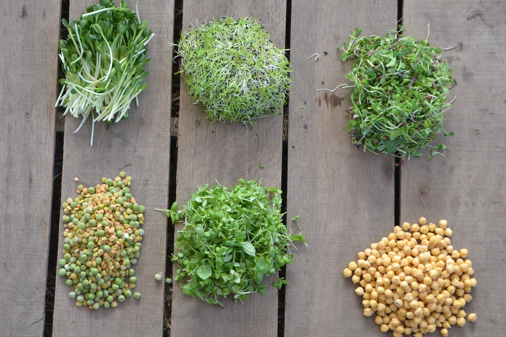 Микрозелень: Полезные свойства и идеи для кулинарных шедевров