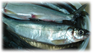 Как засолить омуля: секреты и способы