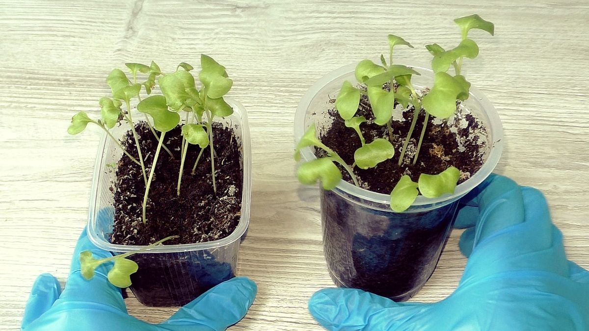 ��� ��������� ������� ������� �������: ������ ��� ���������