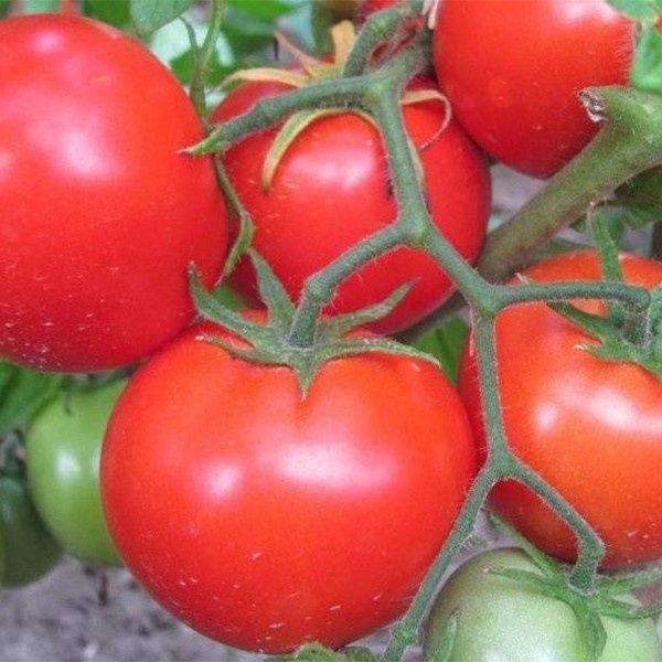 ������ ��� �������: ��������� ����� ��� ������������� �����������