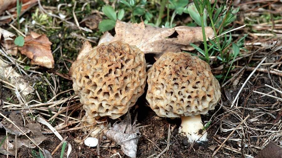 ������� ���� � �������� �����: ��� ������� ������ �� ������� ������