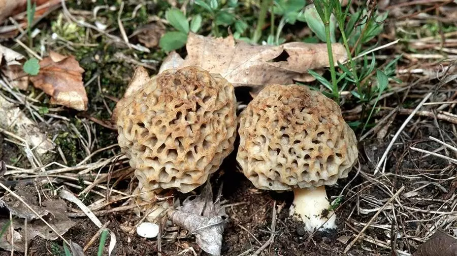 Снежная зима и весенние грибы: как природа влияет на грибной урожай