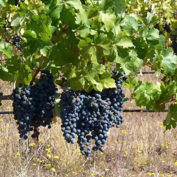 Каберне Дорса: перспективный немецкий гибрид для виноделия