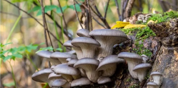 ������� �� ����� �����: ��� � ������ � � ���������� ��������