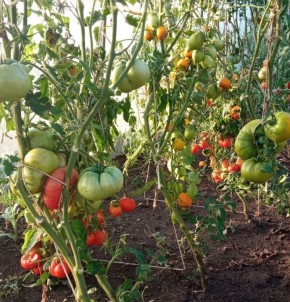 ��������� �������: ��� ��������� ���������� � ������ � ����������