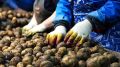 Ученые раскрыли секрет защиты картофеля от жары и засухи