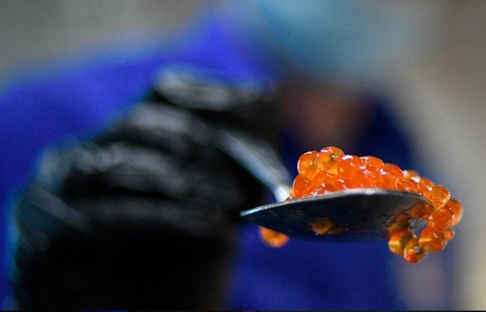 Богатство красной икры: запасов достаточно для всех